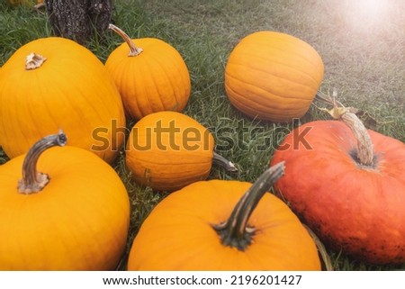 pumpkins lie on green grass