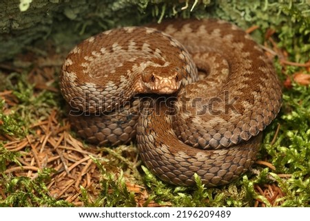 Vipera berus, the common European adder or common European viper, is a venomous snake that is extremely widespread and can be found throughout most of central and eastern Europe. Royalty-Free Stock Photo #2196209489