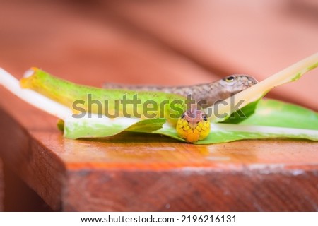 Caterpillar of hawk moth species, mimicking the head of a snake. Mimicry allows this larval stage to survive from predators. This species has green and brown variants just before turning to pupa