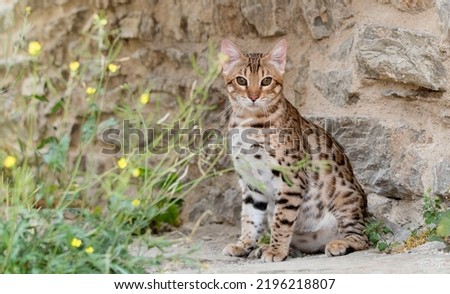 Beautiful bengal cat sitting on a stone. Portrait of a bengal kitten cat.