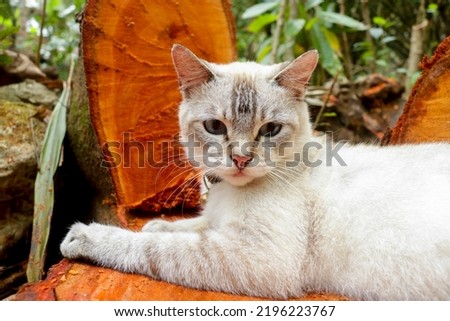 White cat posing on a cut tree. Blue eyed white cat lying on the tree