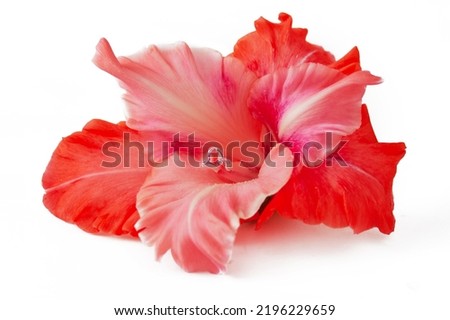 beautiful gladiolus flower isolated on white background, macro, closeup Royalty-Free Stock Photo #2196229659