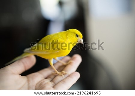 Canary Bird Yellow Hands Home bird Royalty-Free Stock Photo #2196241695