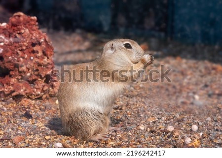 Wild little brown mouse gerbil eating nut, profile shot outdoors. 