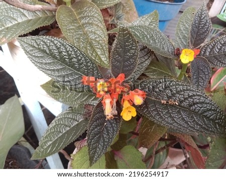 Episcia cupreata is an ornamental plant belonging to the genus Episcia