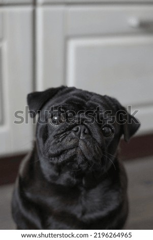 A picture of a cute Pug dog