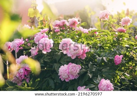 Blooming peony plant with beautiful pink flowers outdoors