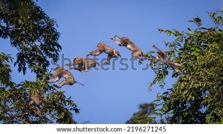 Monkey jumping on top of big tree, by composition pictures.