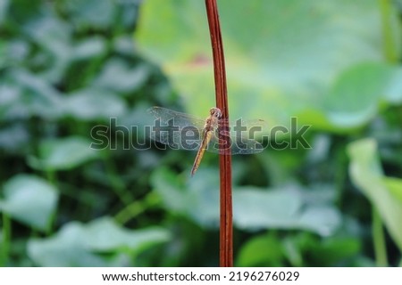 Picture of dragonfly holding stem of lotus