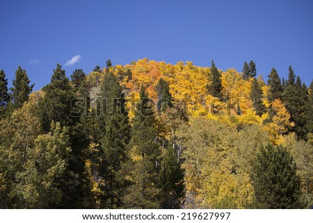 Aspen Covered Mountain in Full Colors