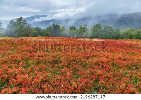 Amazing red field of autumnal blueberry shrubs in foggy mountains.