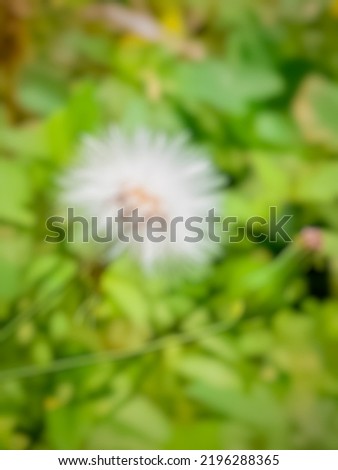 Defocused Abstract Background of White Dandelion growth in the field 