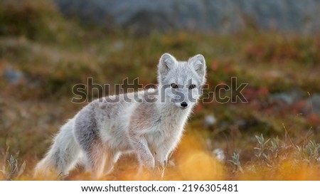 Arctic fox in Dovrefjell-Sunndalsfjella National Park, Norway Royalty-Free Stock Photo #2196305481