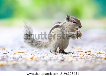A palm squirrel eats food. A palm squirrel. A beautiful palm squirrel in outdoor. A squirrel in the park.