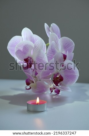 Pink phalaenopsis orchid flower with burning candle  Selective soft focus. Minimalist evening still life. Light and shadow nature vertical copy space background.