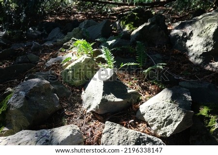 on the forest floor are stones