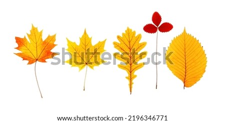Set close up autumn red yellow leaves with natural texture isolated on white background. Natural fallen autumn leaves of maple, oak, alder, strawberry as decorative element. Seasonal fall herbarium Royalty-Free Stock Photo #2196346771