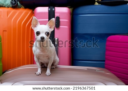 A small white chihuahua dog, looking tensely at the camera, is waiting for a trip against the backdrop of several large bright suitcases. The little white dog is excited about the ride.