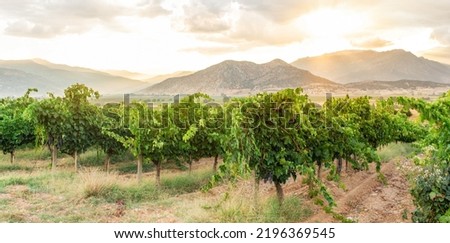 Vineyards, winery on mountains and hills background at sunset, panoramic view banner