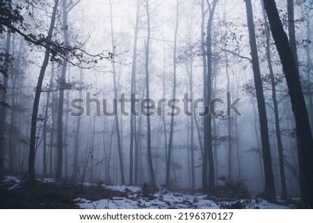Magic, mysterious forest with trees in fog. Halloween concept.