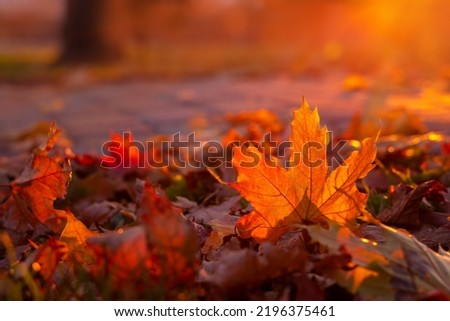 Red autumn maple leaf glows in sun rays. Fallen foliage in city park close-up. Warm natural backlit background. Royalty-Free Stock Photo #2196375461