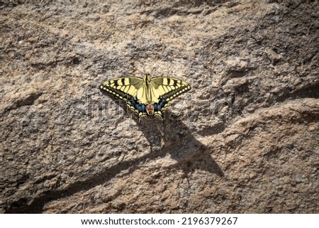 Swallowtail butterfly Papilio machaon, rare species pictured in Portugal