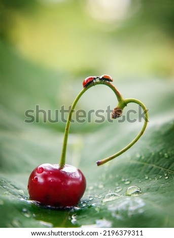 A love story, two ladybugs kiss on a heart-shaped cherry stem.A pair of sweet cherries in the shape of a heart.Heart for Valentine's Day.Funny insects.Artistic exquisite image of the beauty of nature