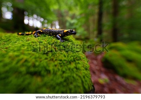 The fire salamander or Salamandra salamandra is a common species of salamander found in Europe