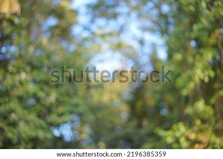 Forest blur background with blue sky