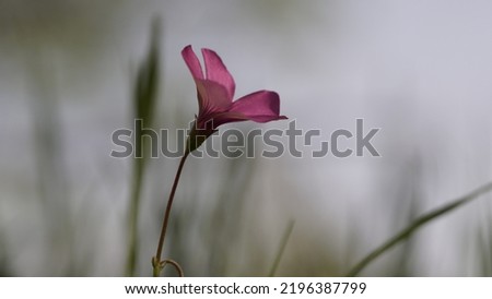 Pink-sorrel (Oxalis articulata) in the countryside meadow. Pink tiny fragile flower. Spring season