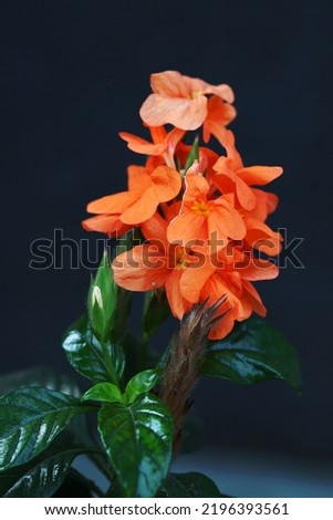 Orange Marmalade flower isolated on dark background
