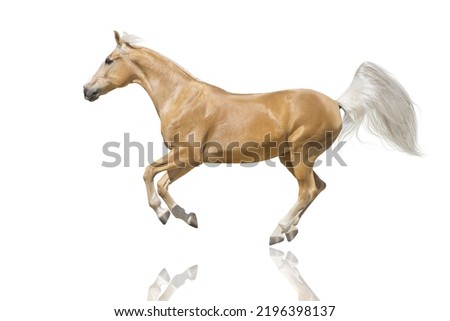 Palomino horse with blond mane run gallop isolated on white background 