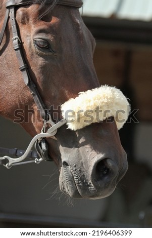 Horse wearing a hackamore bridle, also known as bitless bridle. Equestrian Royalty-Free Stock Photo #2196406399