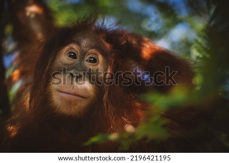 Cutest baby orangutan hangs in a tree in zoo Royalty-Free Stock Photo #2196421195