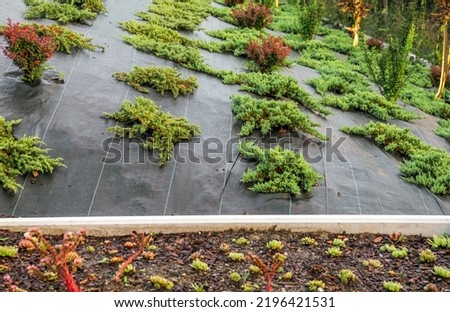 Numerous Young Green Shrubs Planted in the Soil Covered with Agrotextile Weed Control Membrane. Garden Development Process. Professional Landscape Design Theme. Royalty-Free Stock Photo #2196421531