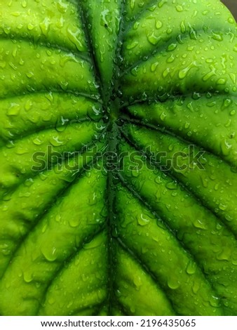 Raw photo of various types of leaves through smartphone camera for aesthetic digital background.
