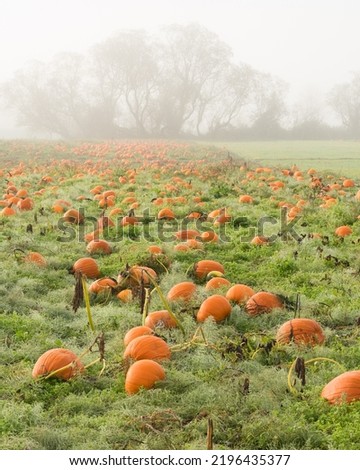 Field of pumpkins in wet grass on a misty morning during the fall season