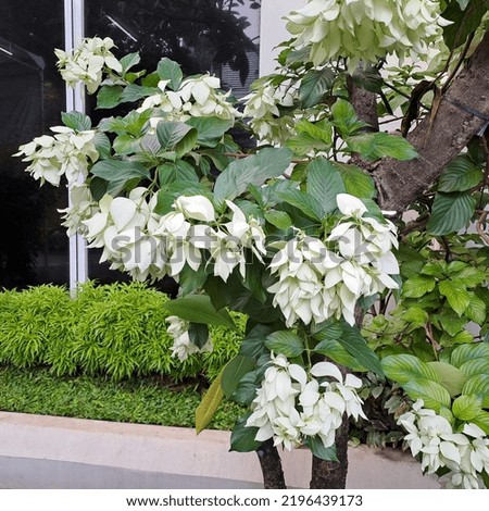 Beautiful white flowers thrive in front of the house