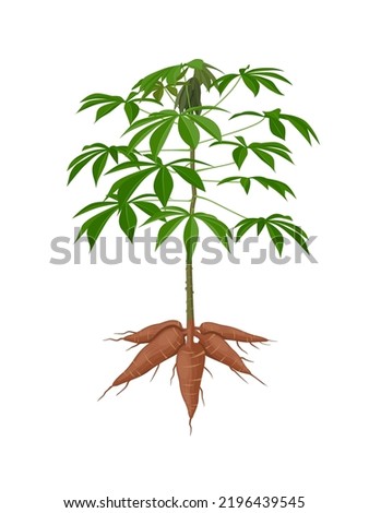 Vector illustration, cassava plant or Manihot esculenta, also known as manioc, isolated on a white background, as a banner, poster or national tapioca day template. Royalty-Free Stock Photo #2196439545