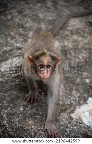 Baby Monkey Posing on the Forest Rock. Rhesus Macaque Monkeys