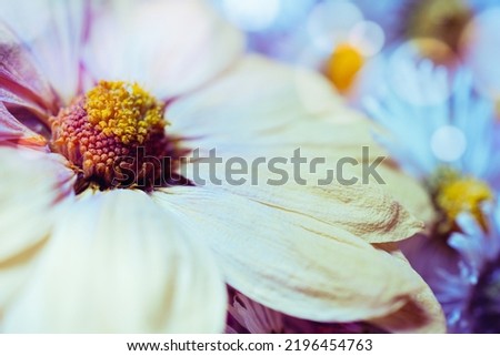 Colorful dreamy magic flowers, blurry background, soft selective focus, macro close up. Autumn background of fairy flowers. 