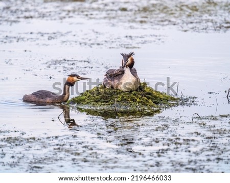 A pair of water birds, Great Crested Grebe, feeding chick at nest. Great crested Grebe, Podiceps cristatus
