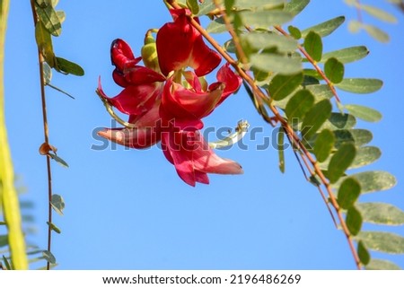 beautiful photo of a red turi flower Sesbania grandiflora is a small tree belonging to the Fabaceae tribe. agati or hummingbird tree, is a small soft woody tree whose flowers can be eaten as vegetable