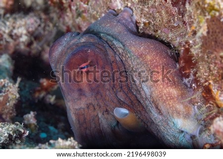 Octopus on a reef macro view
