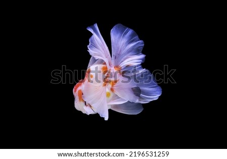 Calico Oranda goldfish on isolated black background. Carassius auratus is one of the most popular freshwater ornamental fish.