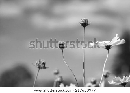 Cosmos bipinnatus, commonly called the garden cosmos or Mexican aster in black and white color