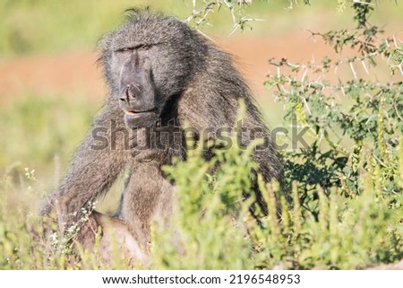 South African money and baboon