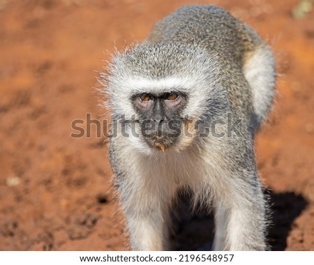 South African money and baboon