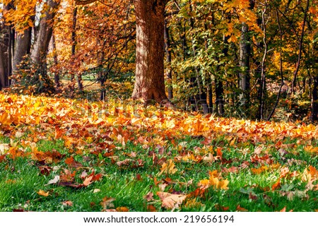 Fallen autumn leaves in the park Royalty-Free Stock Photo #219656194