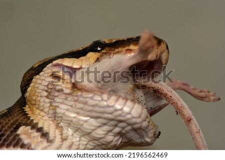 Ball python, phyton regius, african snake